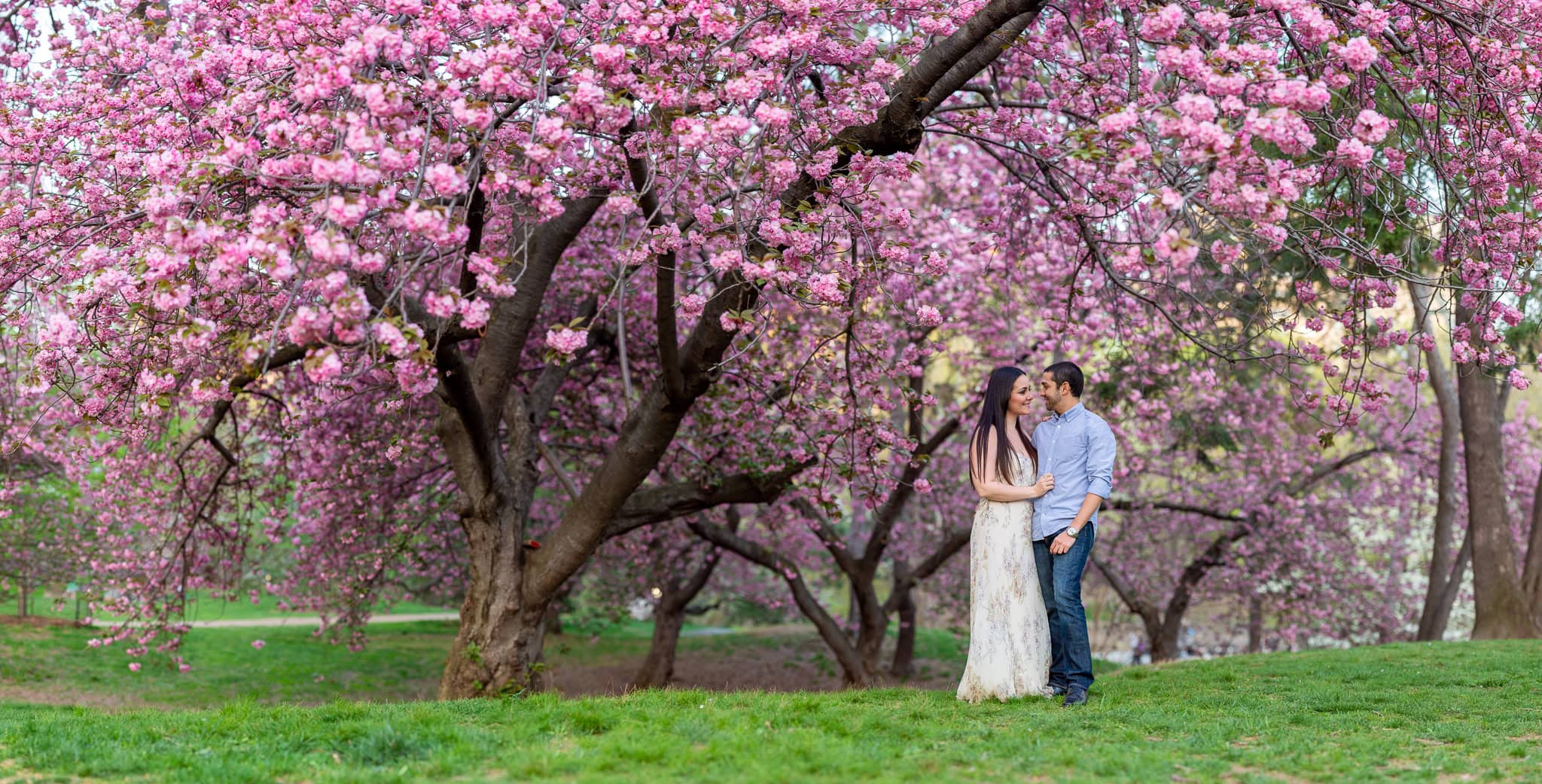 Cherry Blossom Springtime Central Park Engagement Photos wedding photographer camille fontz captures cherry blossom engagement photos in central park, new york city