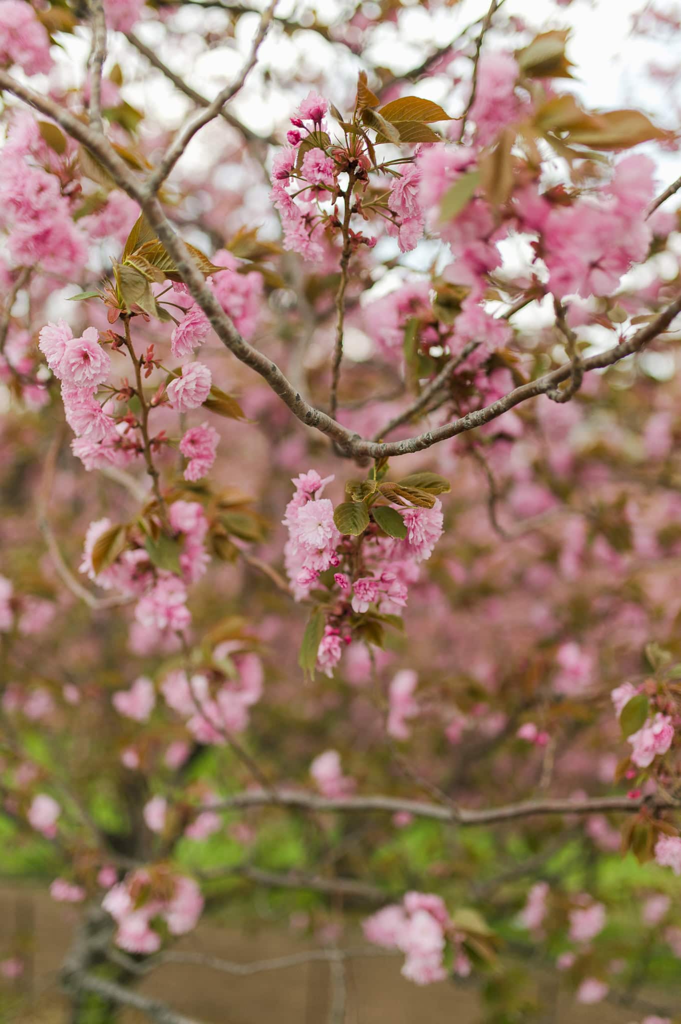 Cherry Blossom Springtime Central Park Engagement Photos wedding photographer camille fontz captures cherry blossom engagement photos in central park, new york city